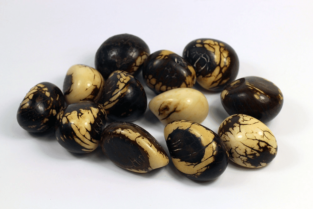 Tagua nut
